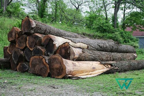 Gỗ óc chó là gì